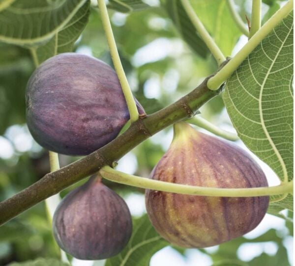 BURSA SİYAHI İNCİR FİDANI